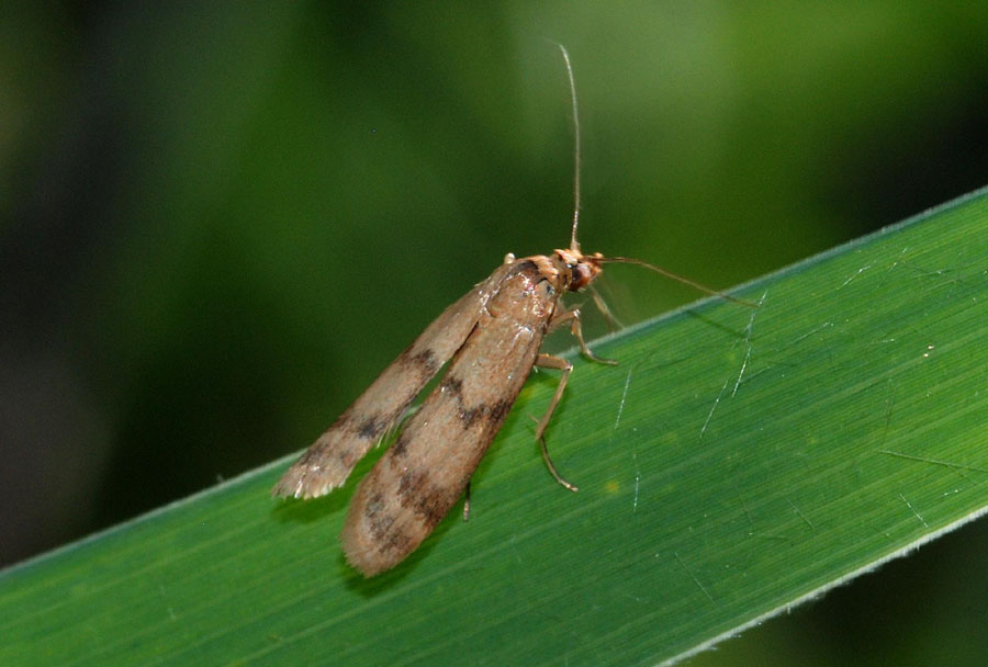 Homoeosoma sinuella